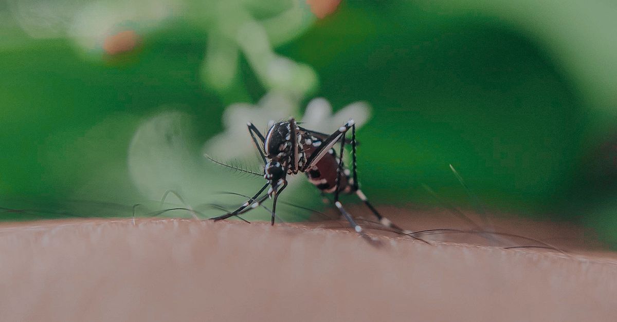 découvrez nos dispositifs répulsifs anti-moustiques efficaces pour protéger votre famille des piqûres et profiter pleinement de vos activités en plein air.