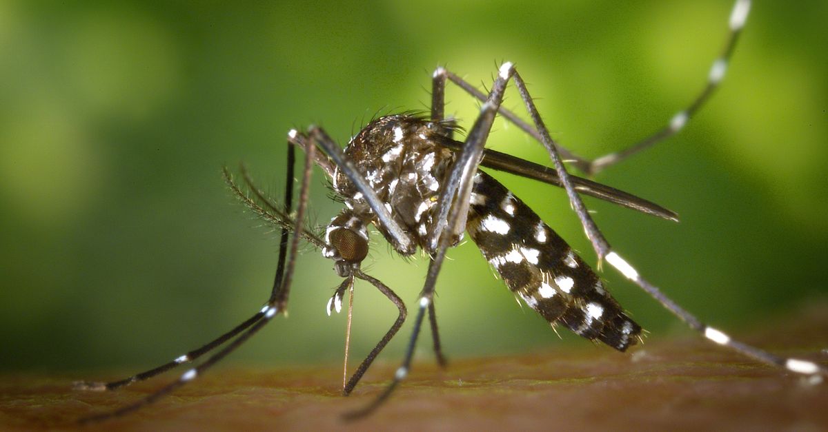 découvrez notre répulsif naturel contre les moustiques, efficace et respectueux de votre peau et de l'environnement.