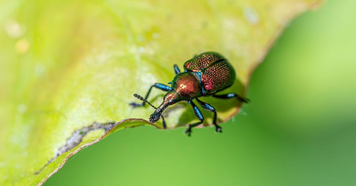 solutions de lutte antiparasitaire écologiques et durables pour protéger votre maison et l'environnement.