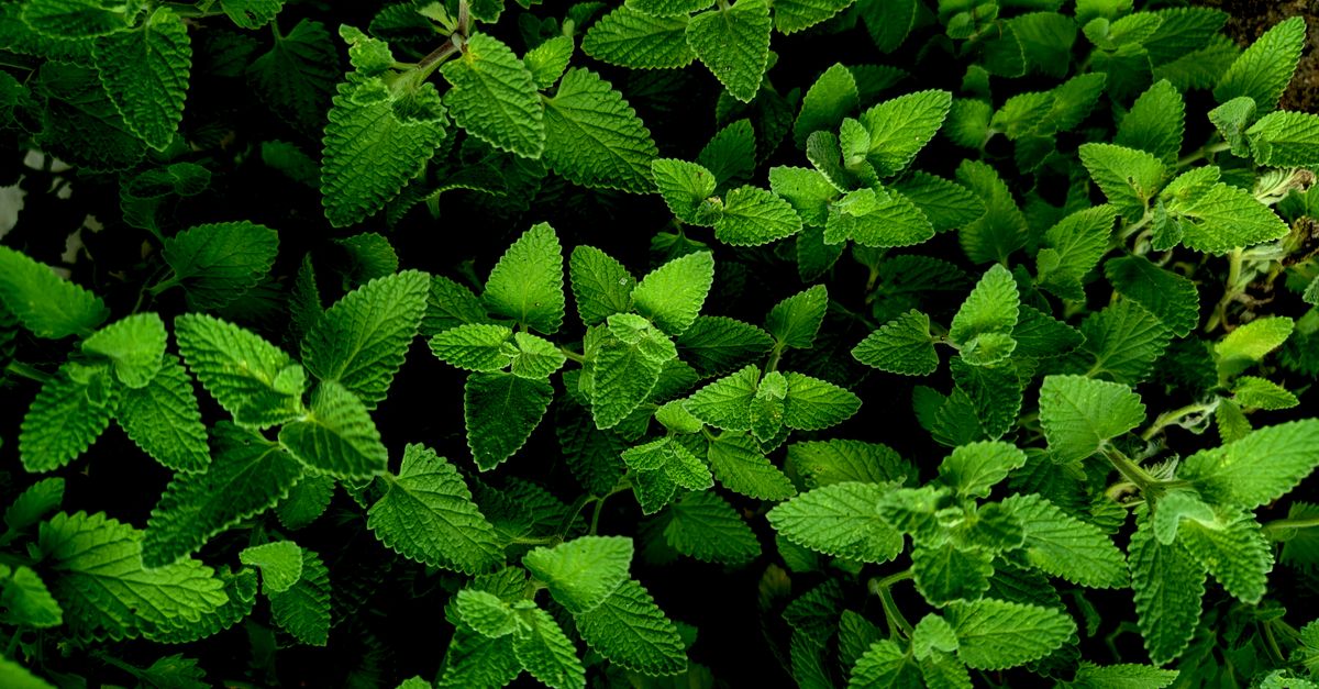 découvrez les plantes répulsives naturelles contre les moustiques pour protéger votre maison et votre jardin sans utiliser de produits chimiques.