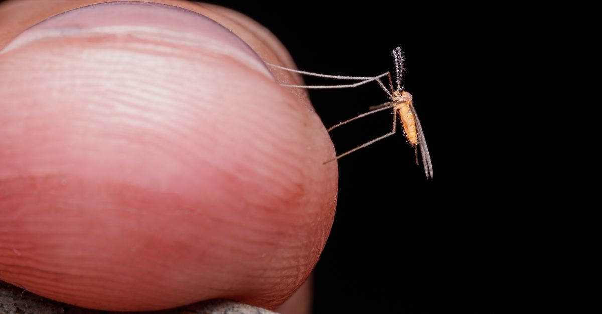 repulsif naturel contre les moustiques : protégez-vous efficacement et sans produits chimiques grâce à notre solution respectueuse de l'environnement.