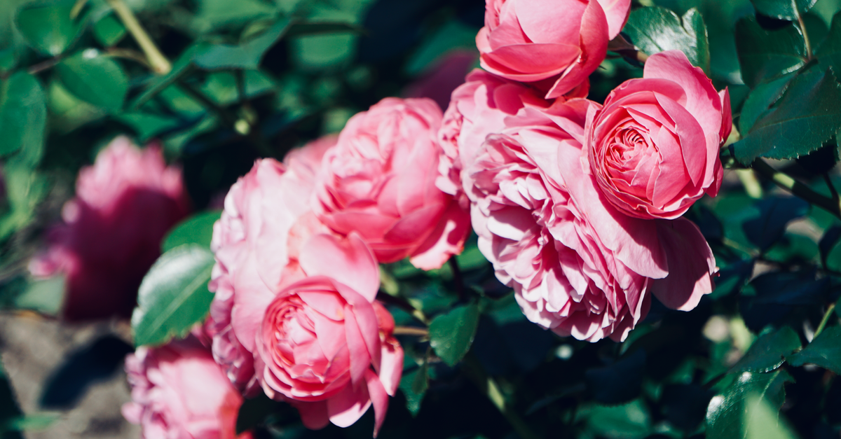 découvrez nos conseils pour planter une rose grimpante avec succès : choix de l'emplacement, préparation du sol, et entretien pour une floraison éclatante.