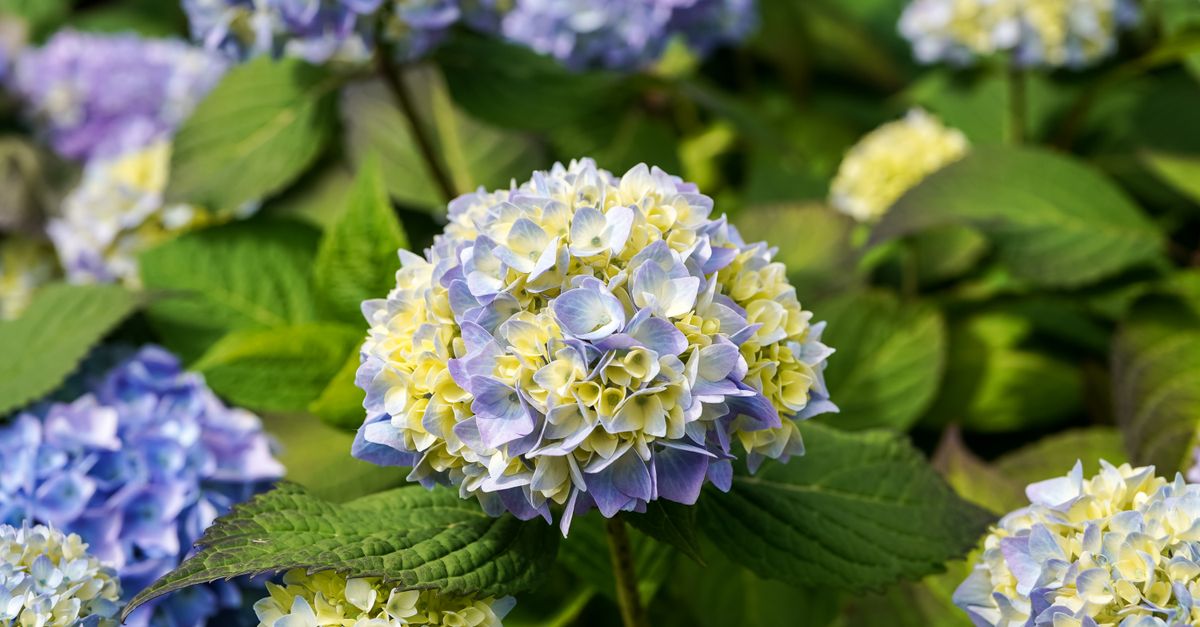 guide complet pour tailler les hortensias efficacement et stimuler leur floraison. conseils pratiques pour un jardin éclatant toute l'année.