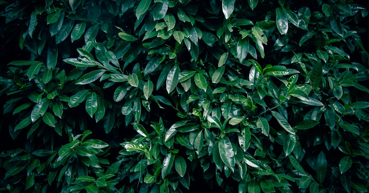 découvrez le coût des haies de laurier pour embellir votre jardin : prix, entretien et conseils pour un investissement réussi.