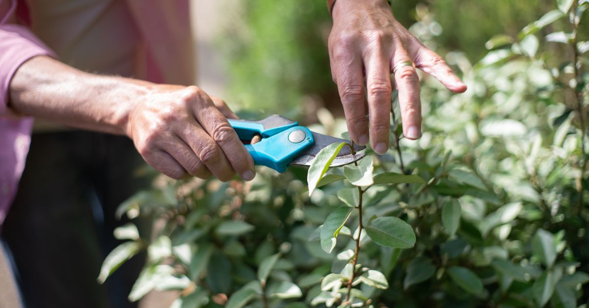 apprenez à tailler correctement l'oleander pour favoriser une croissance saine et une floraison abondante tout en conservant sa forme élégante.