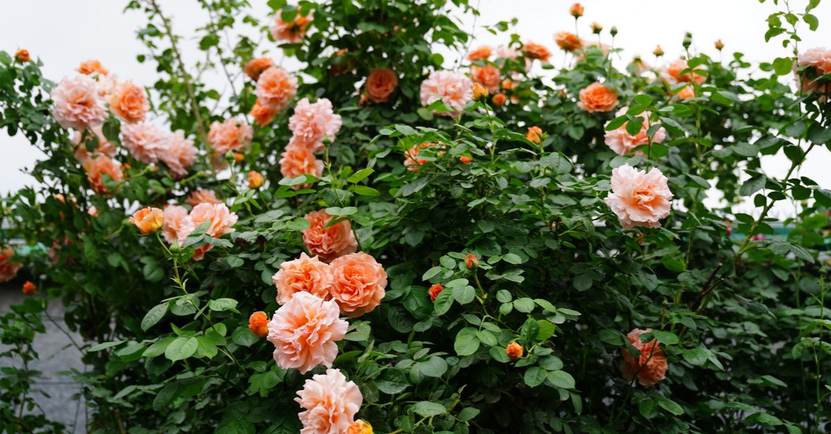 guide complet pour tailler les rosiers : conseils pratiques pour une taille réussie, favoriser la floraison et garder vos rosiers en bonne santé toute l'année.