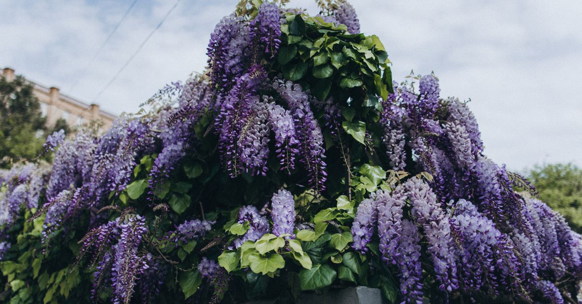 découvrez comment tailler la glycine pour favoriser une floraison abondante et maintenir une plante en bonne santé tout au long de l'année.