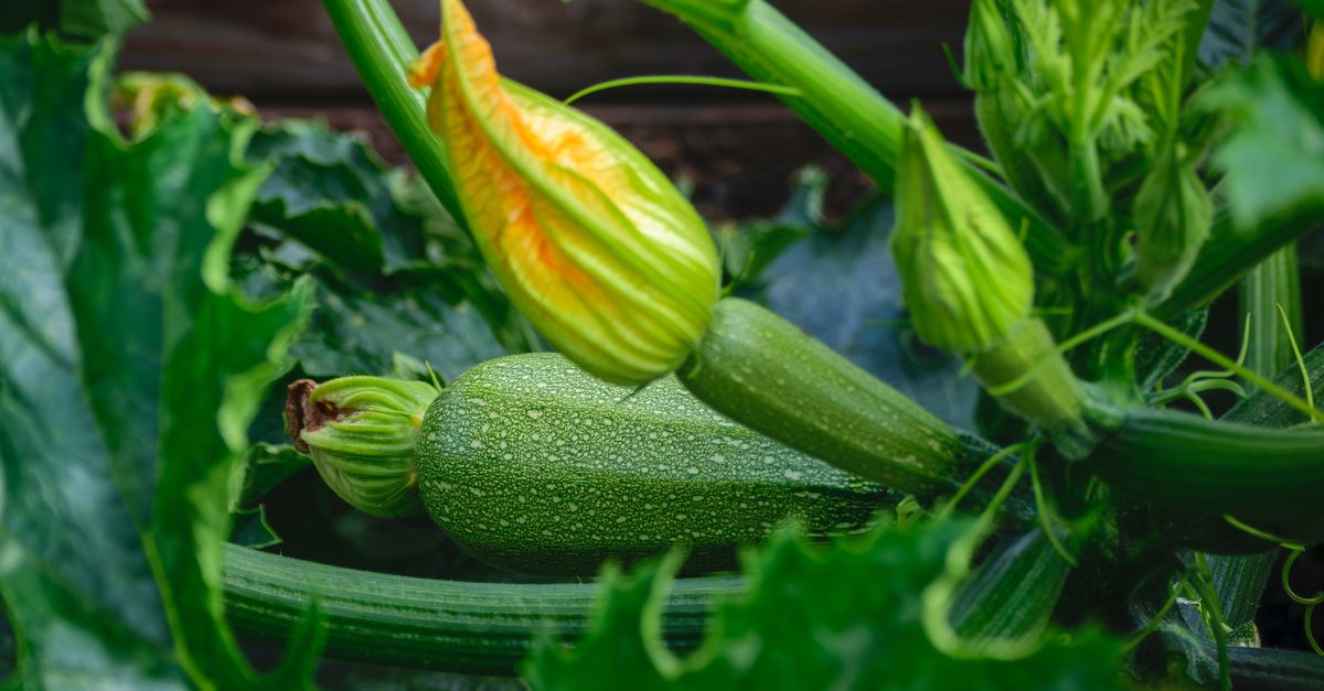 conseils pratiques pour planter des courgettes : guide étape par étape pour réussir la culture de vos zucchini dans votre jardin.
