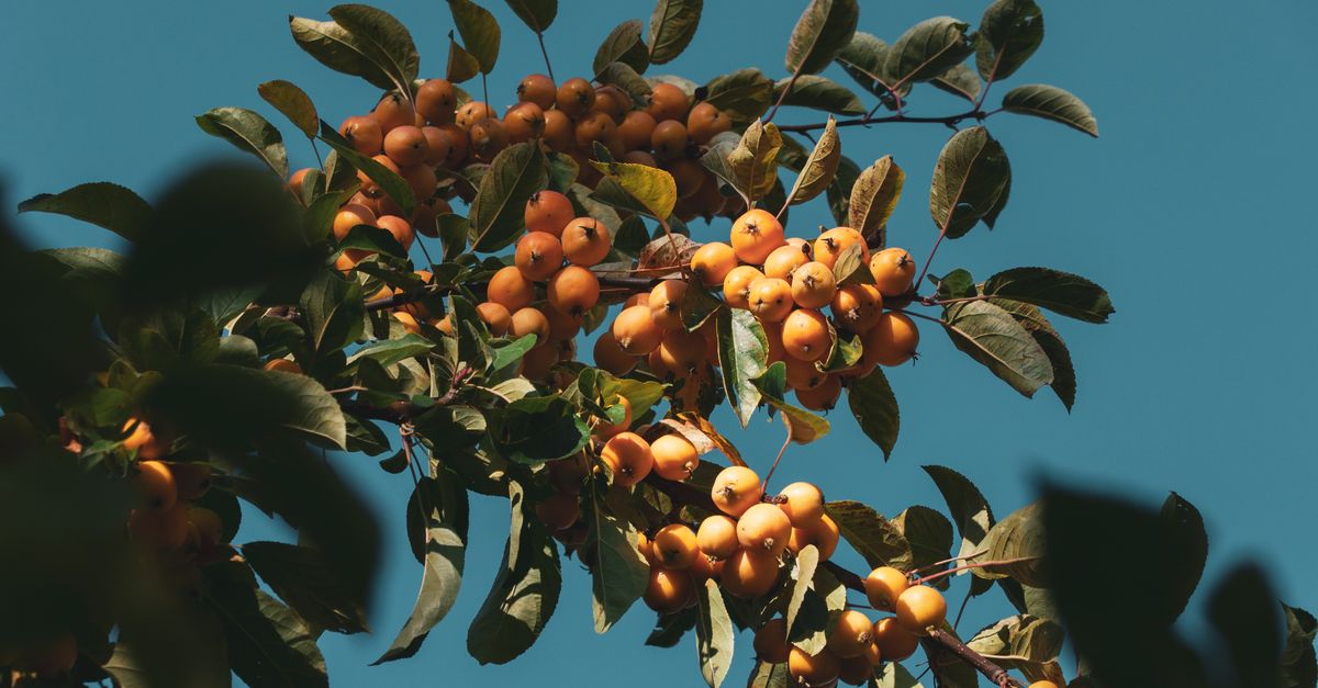 apprenez à planter des arbres fruitiers pour créer un verger productif et embellir votre jardin avec des fruits frais et savoureux.