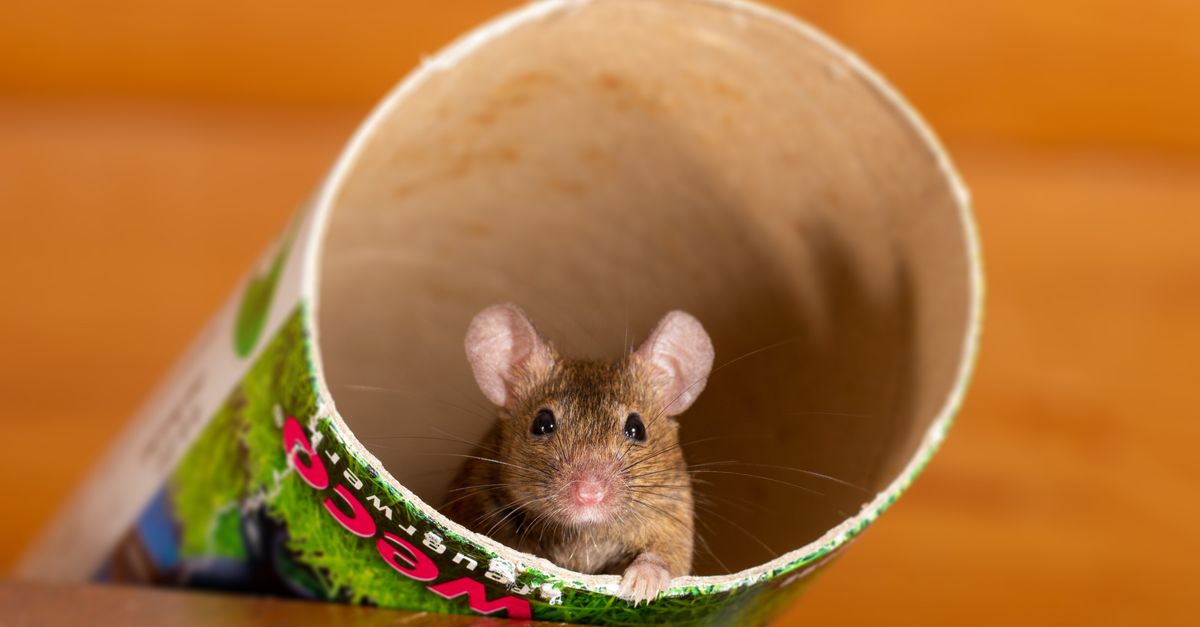découvrez tout sur les souris : caractéristiques, habitats, comportements et conseils pour les identifier et les gérer efficacement.