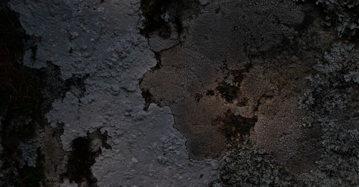 découvrez tout sur la moisissure : causes, risques pour la santé et solutions efficaces pour l'éliminer de votre maison.