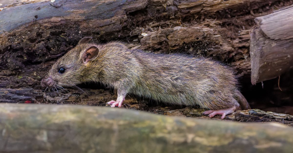 élimination naturelle des rats : découvrez des méthodes efficaces et écologiques pour vous débarrasser des rats sans utiliser de produits chimiques.