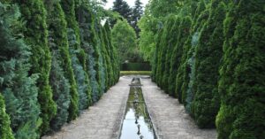 Haie de thuyas parfaite : quand et comment tailler pour une pousse dense sans espaces