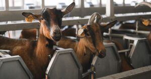 découvrez comment assurer la traçabilité des sous-produits animaux, du prélèvement à l’élimination, et faciliter le respect des exigences réglementaires.